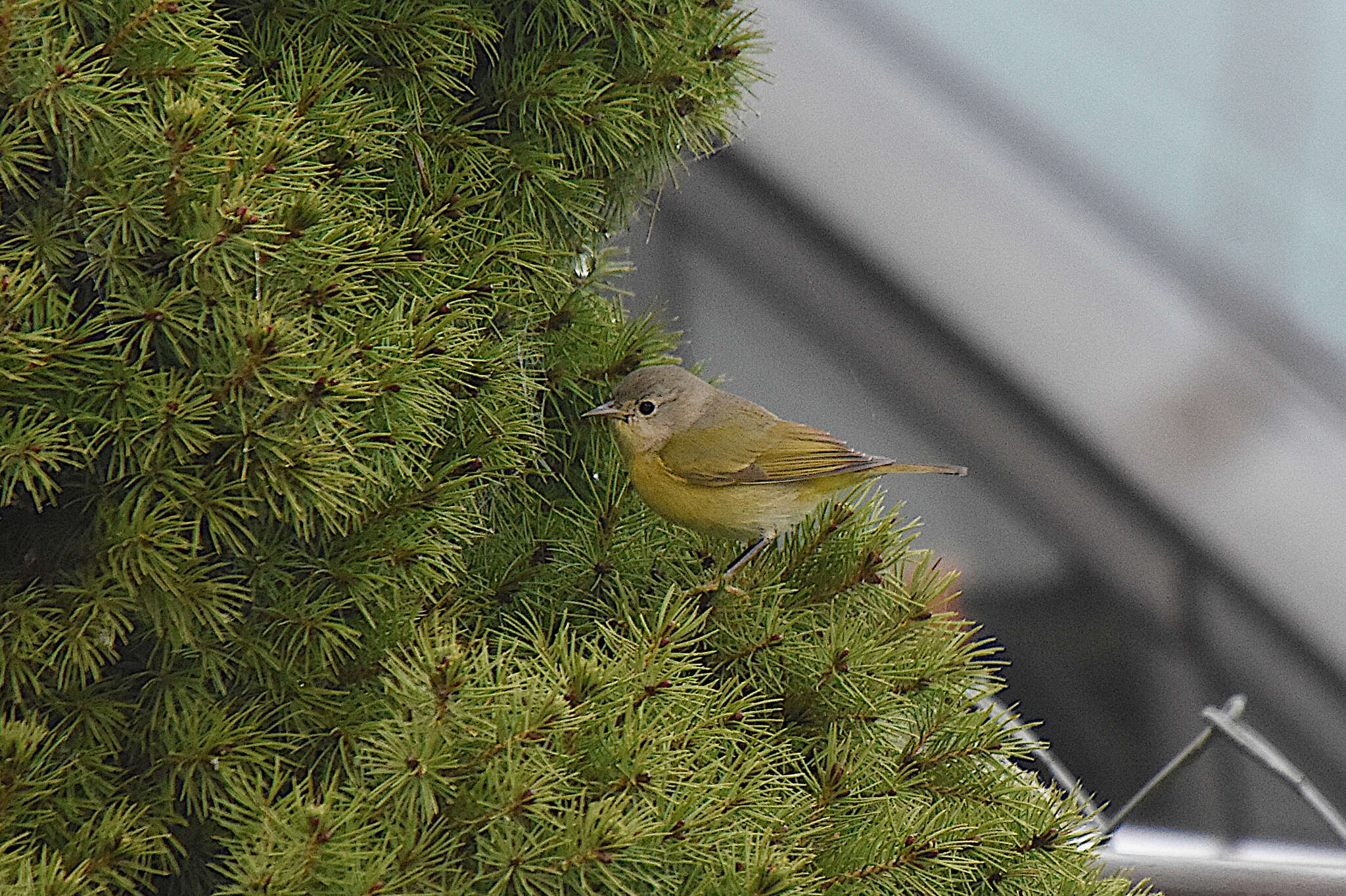 Leiothlypis ruficapilla ridgwayi (Van Rossem 1929) resmi