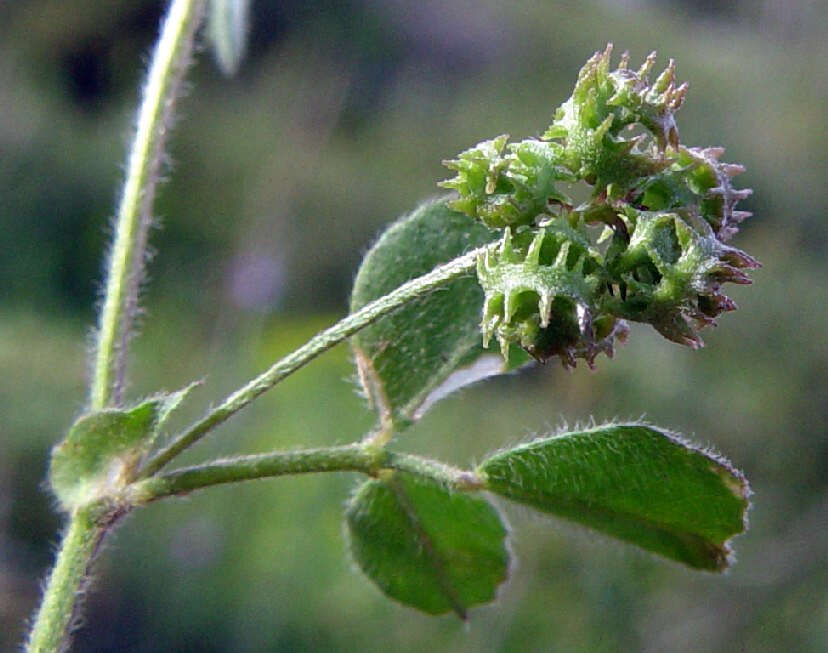 Слика од Medicago coronata (L.) Bartal.