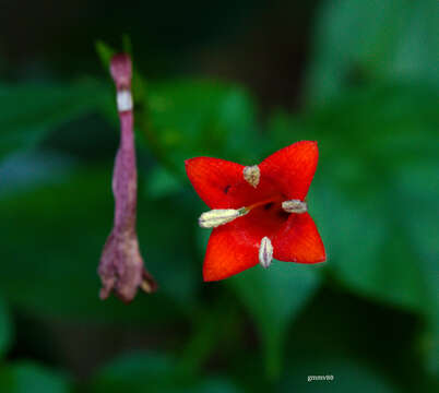 Image de Manettia cordifolia Mart.