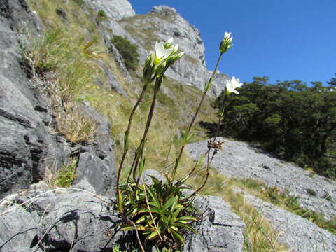 Gentianella angustifolia Glenny的圖片