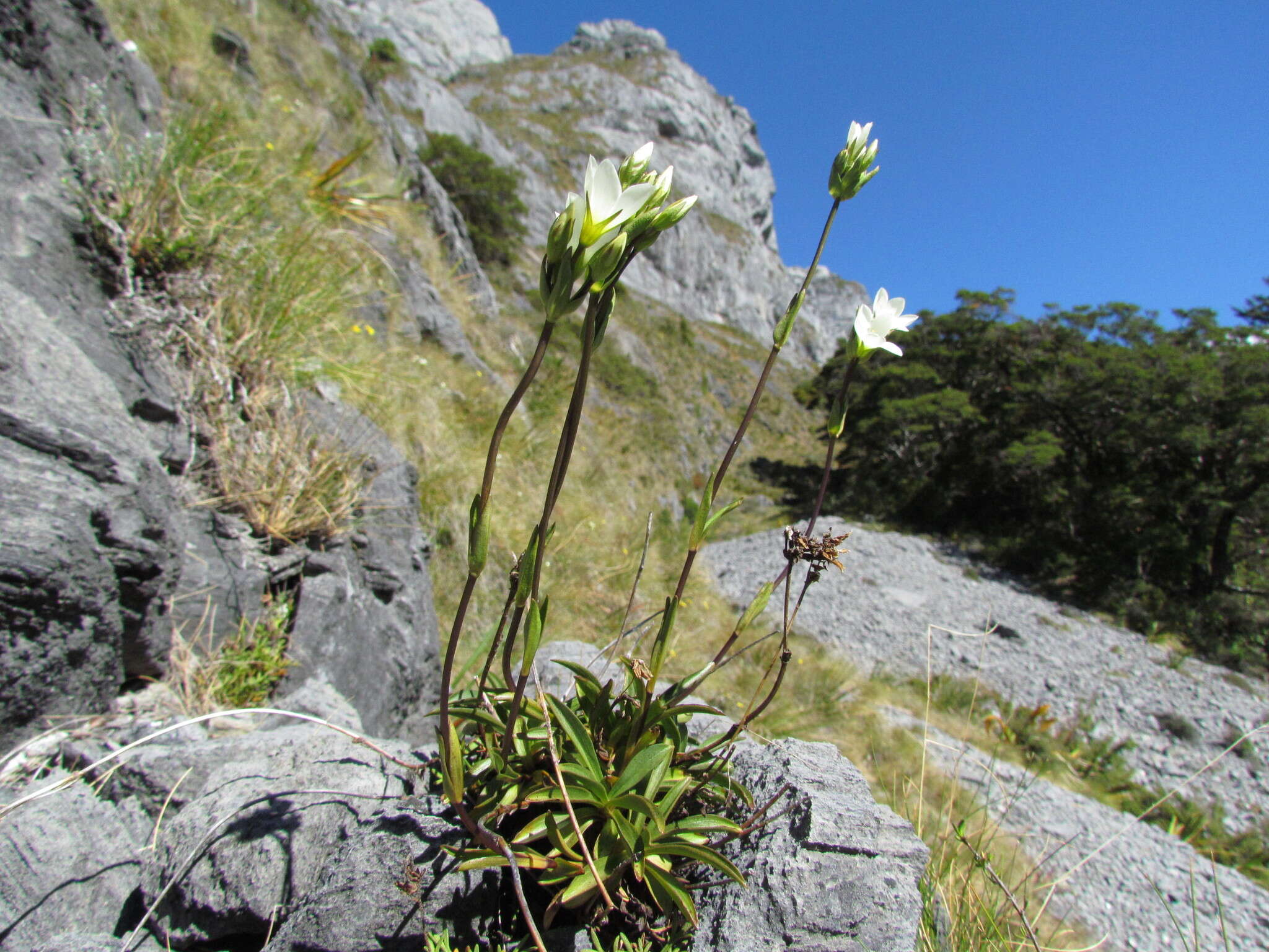 Gentianella angustifolia Glenny的圖片