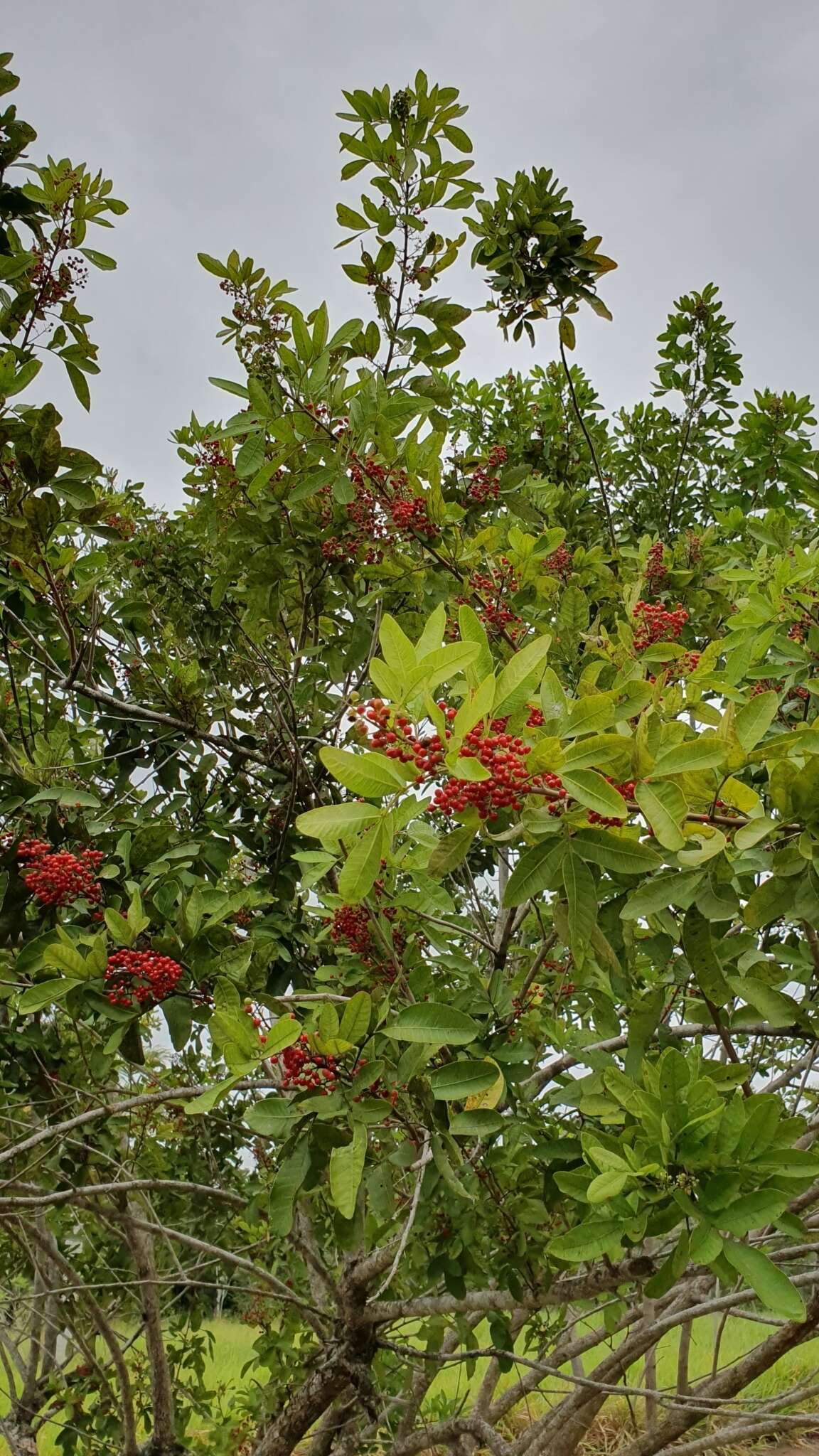 Image of <i>Schinus <i>terebinthifolia</i></i> var. terebinthifolia