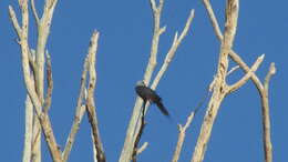 Image of Plumbeous Kite