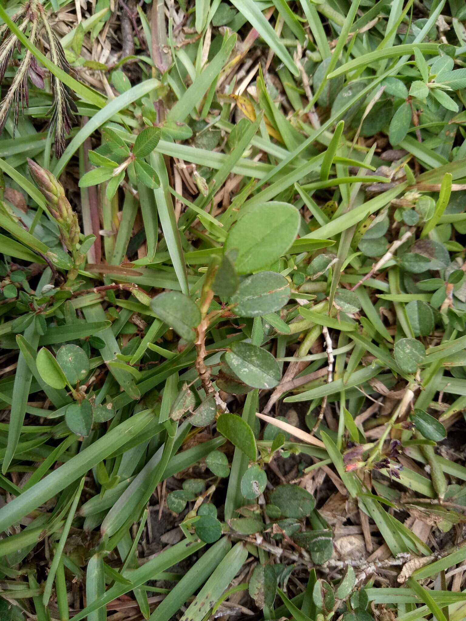 Image of white moneywort