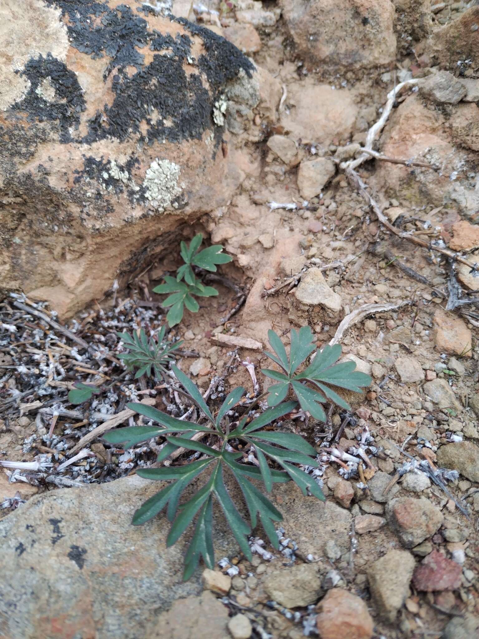 Image of Pelargonium luteolum N. E. Brown