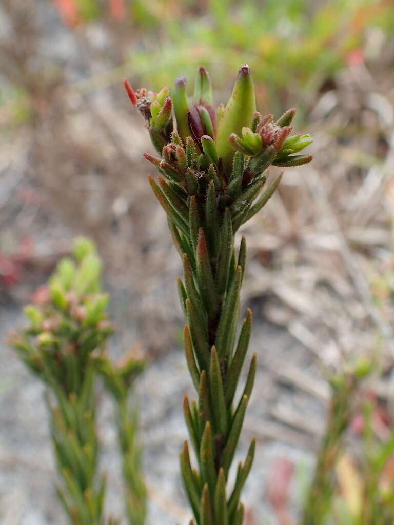 Image of Macrostylis villosa subsp. villosa