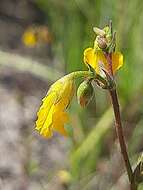 Image of Hermannia althaeoides Hort. ex Link