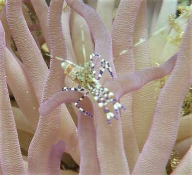 Image of Spotted cleaner shrimp