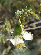 Image of Abutilon geranioides (DC.) Benth.