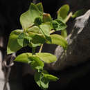 Image of Euphorbia phymatosperma Boiss.