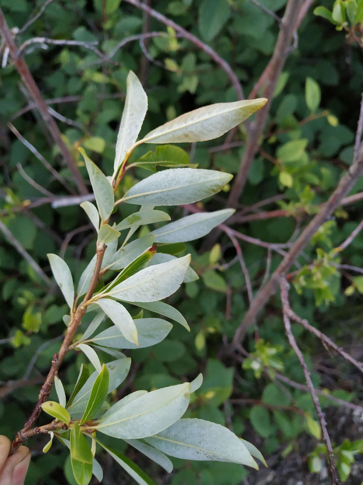 Salix divaricata Pall.的圖片