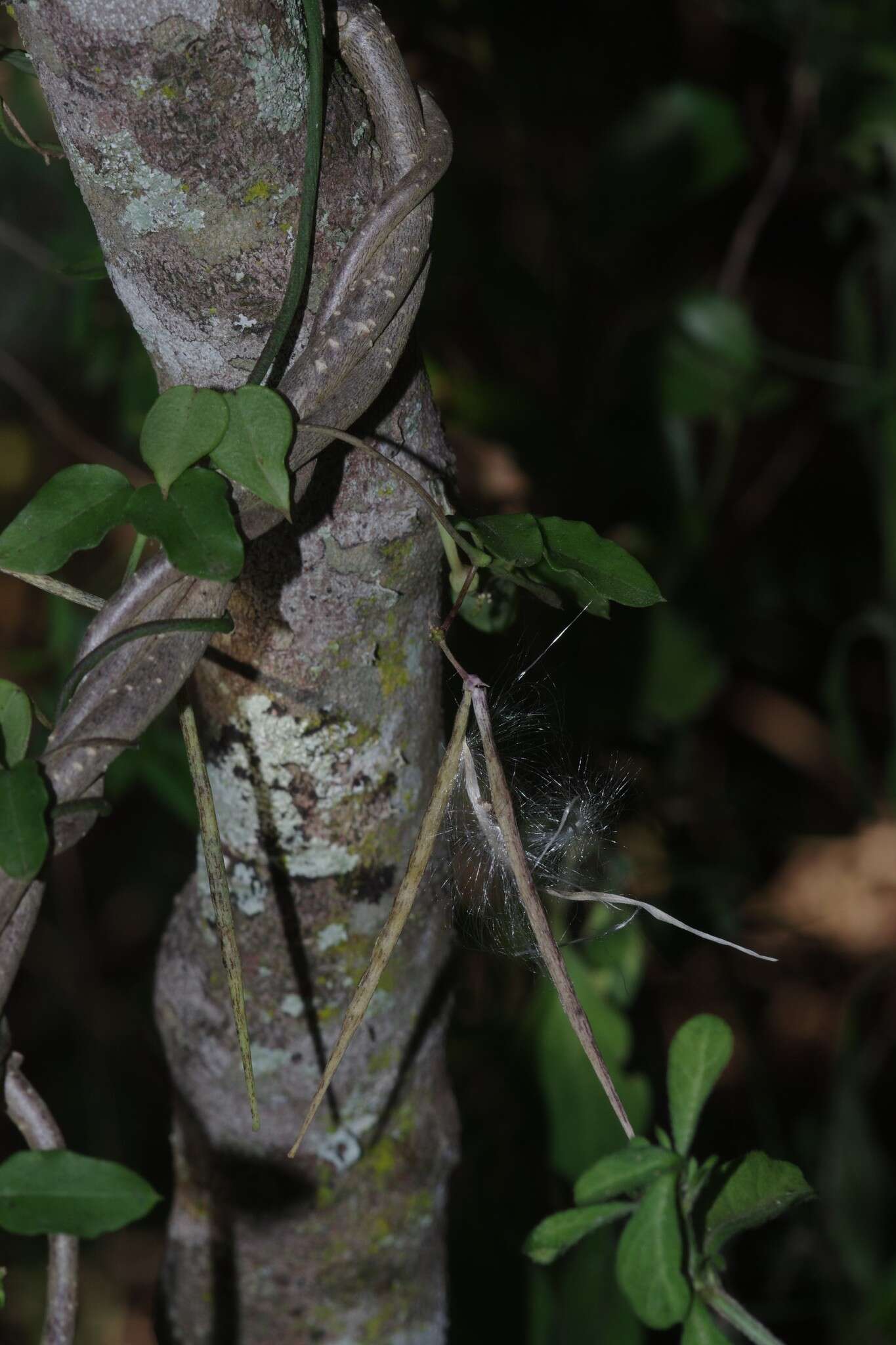 Image of Ceropegia linearis E. Mey.