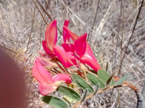 Plancia ëd <i>Pyranthus ambatoanus</i>