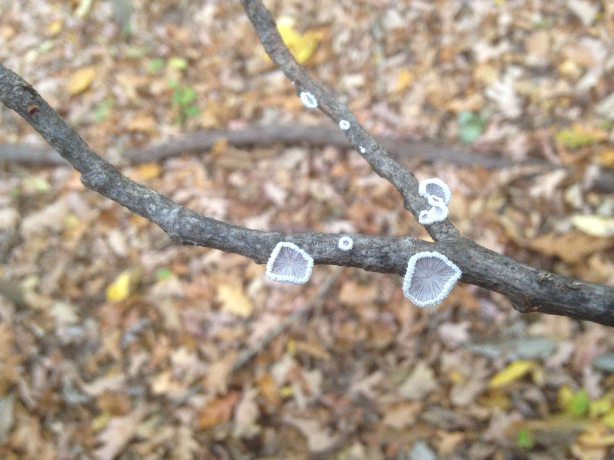 Image of Schizophyllum