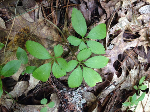 Image of dwarf ginseng