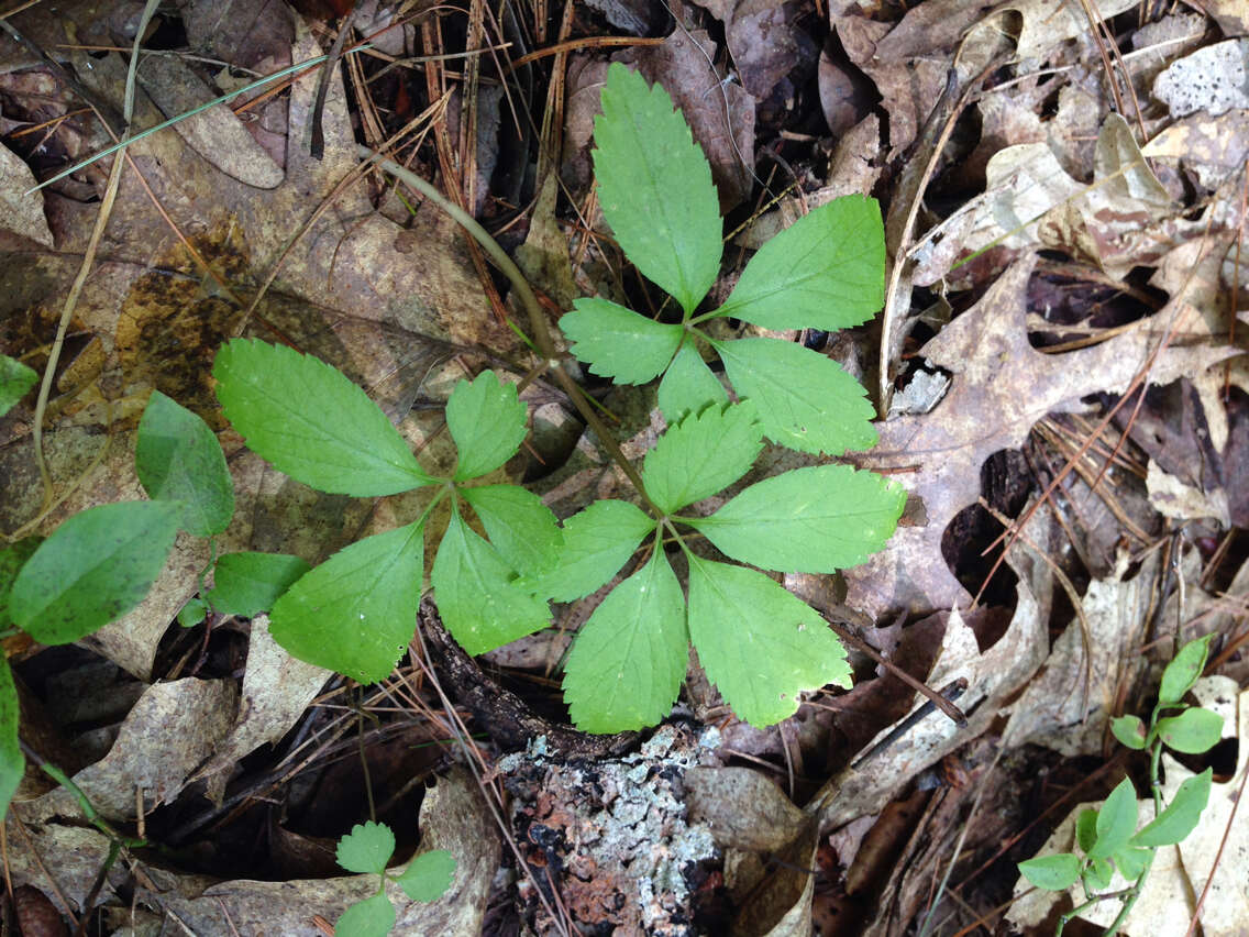 Image of dwarf ginseng