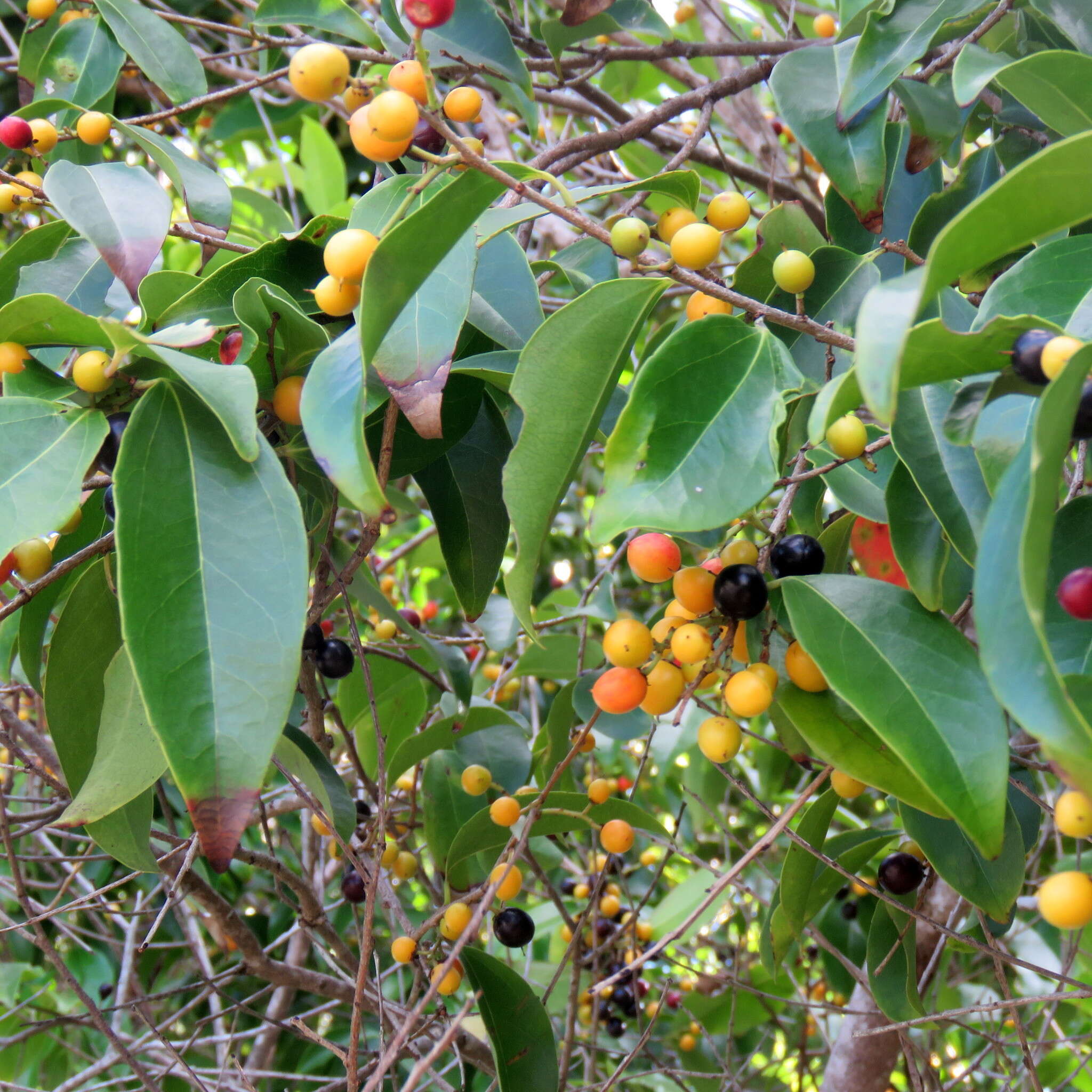 Image of Scolopia braunii (Klotzsch) Sleum.