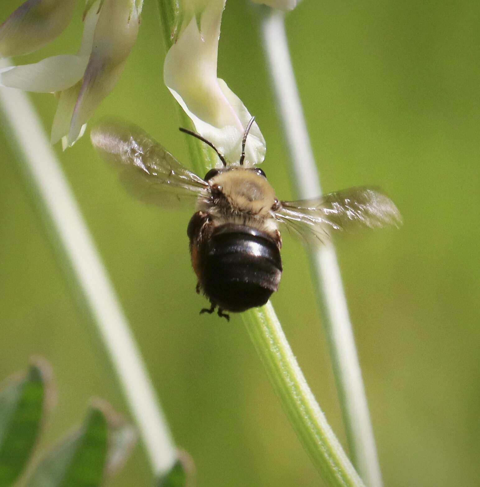 Image of Eucera frater albopilosa (Fowler 1899)