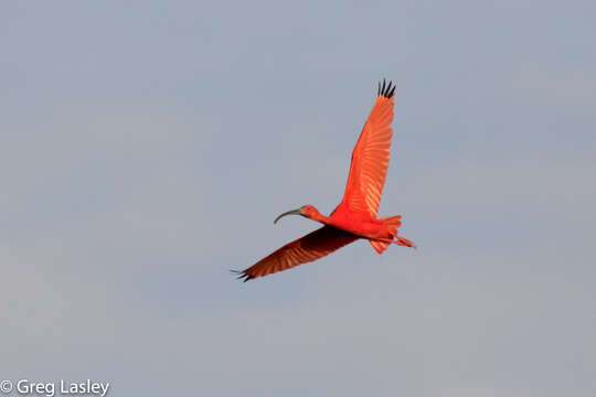 Image of Scarlet Ibis