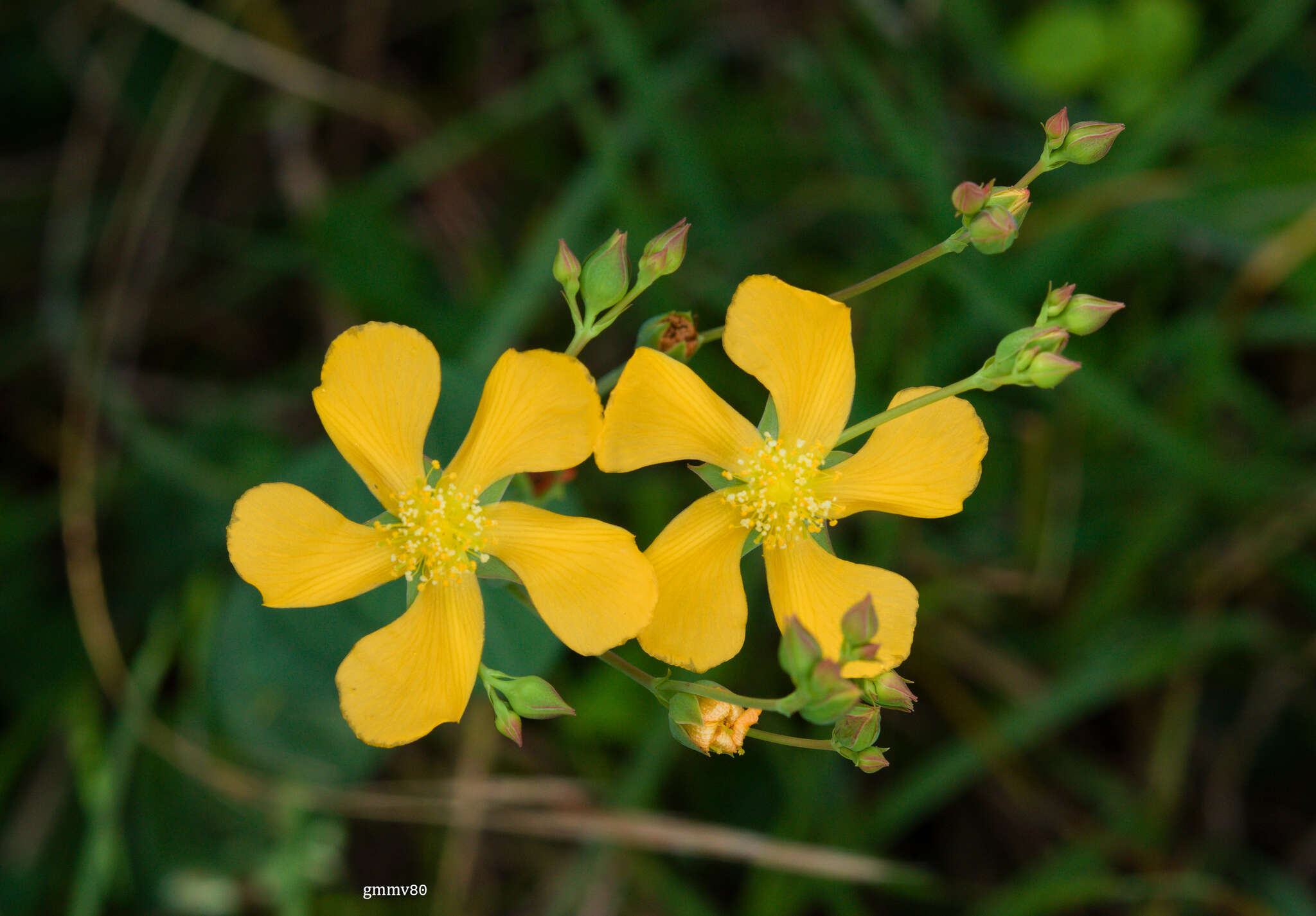 Image of Hypericum connatum Lam.