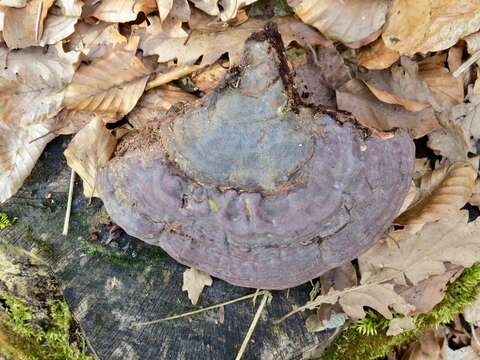 Ganoderma pfeifferi Bres. 1889的圖片