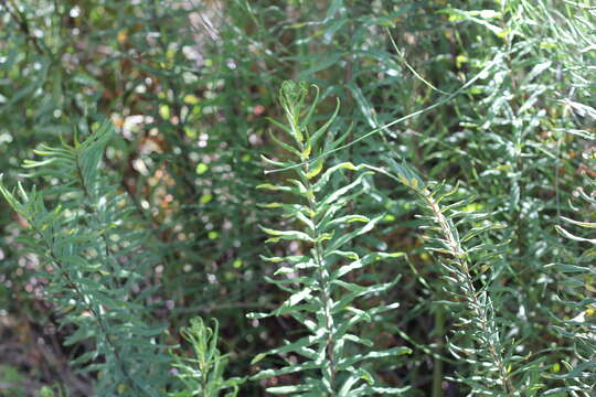 Image of Three-Leaf Gold-Back Fern