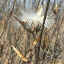 صورة Stigmatorhynchus umbelliferus (K. Schum.) Schltr.