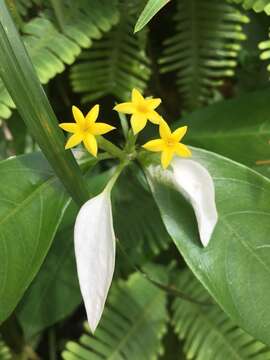 Image of Mussaenda pubescens Dryand.