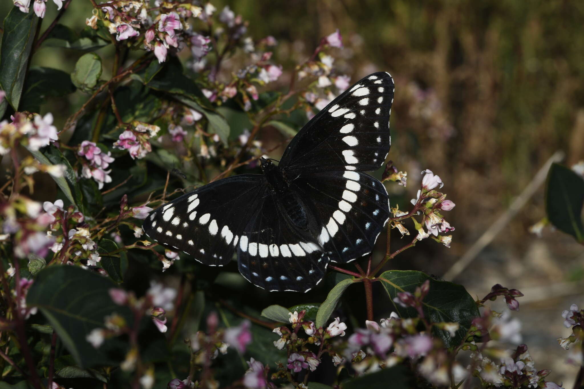 Image of <i>Limenitis weidemeyerii angustifascia</i>