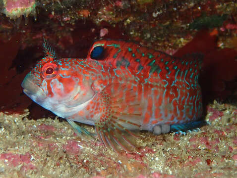 Image of Portuguese Blenny