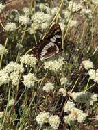 Image of Limenitis lorquini powelli Field 1936