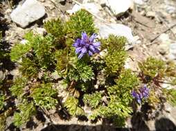 Image of featherleaf kittentails