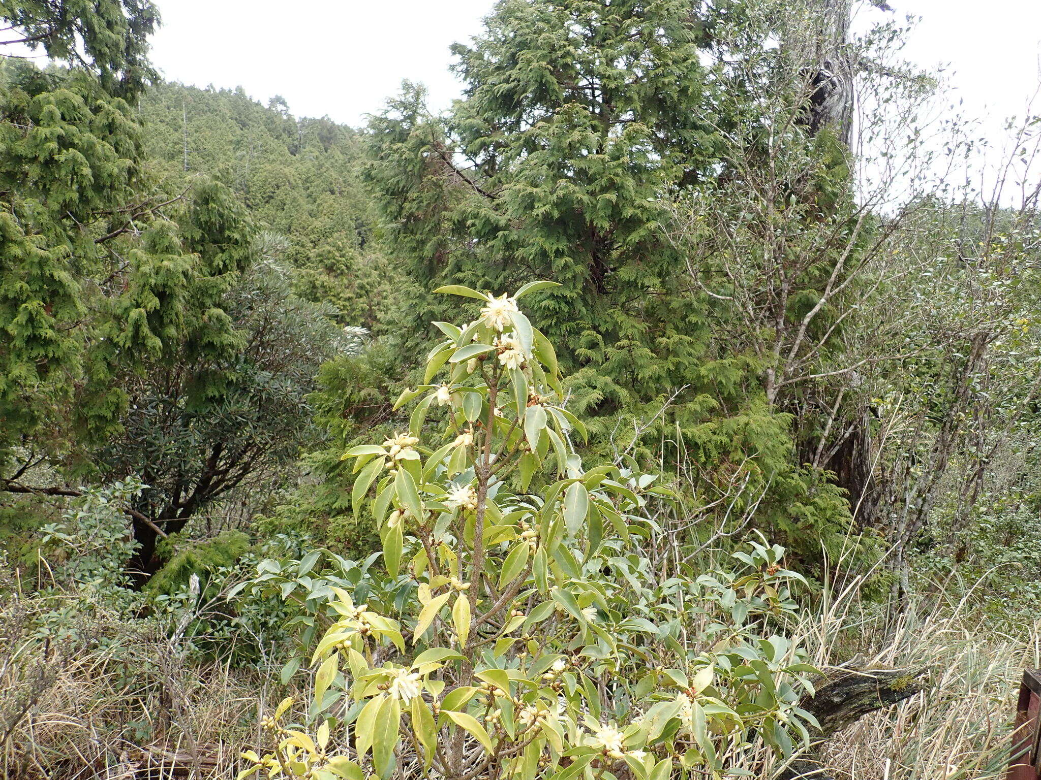 Слика од Illicium anisatum L.