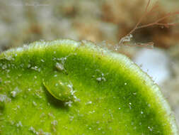 Image of emerald nerite