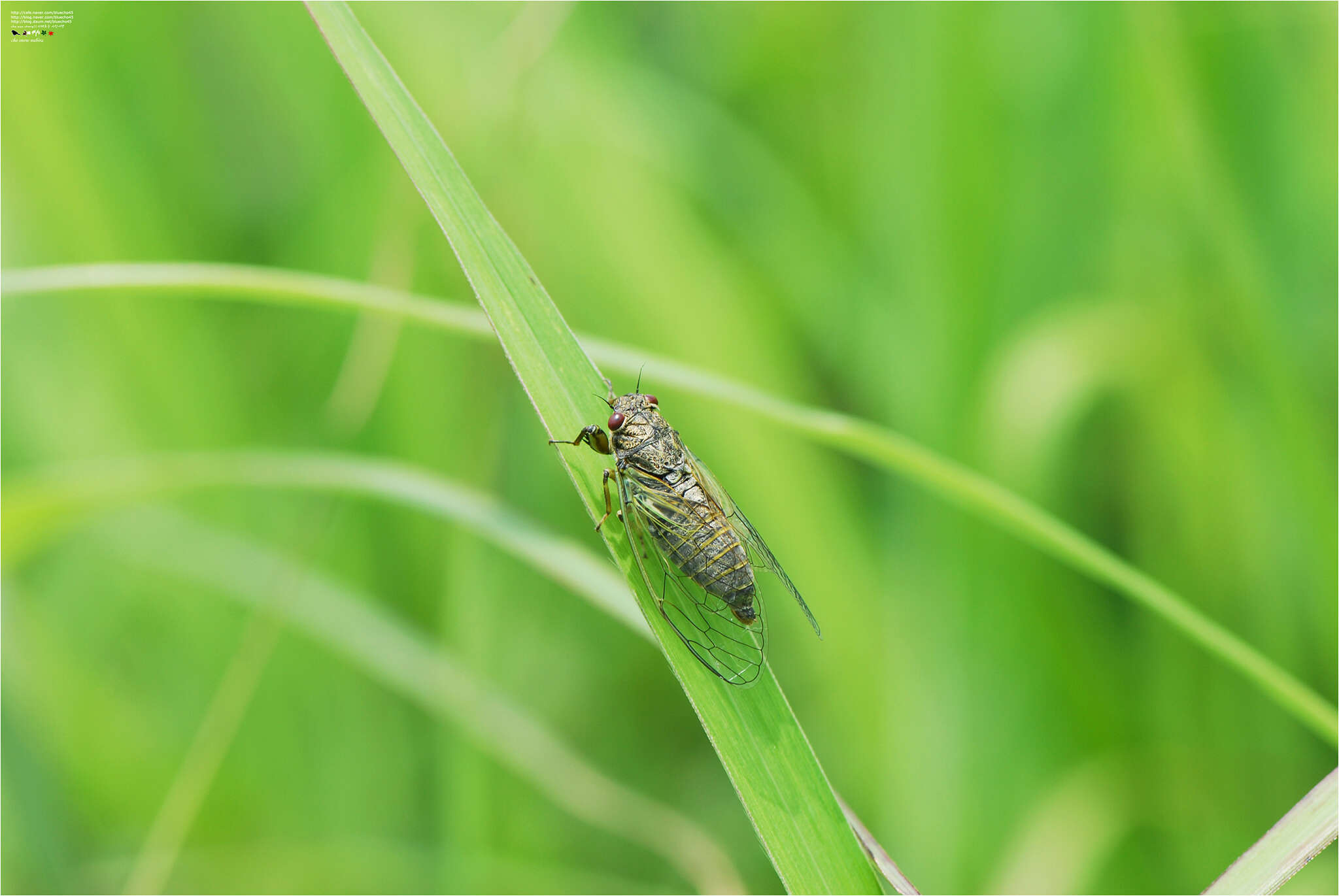 Image de Tettigetta isshikii (Kato 1926)