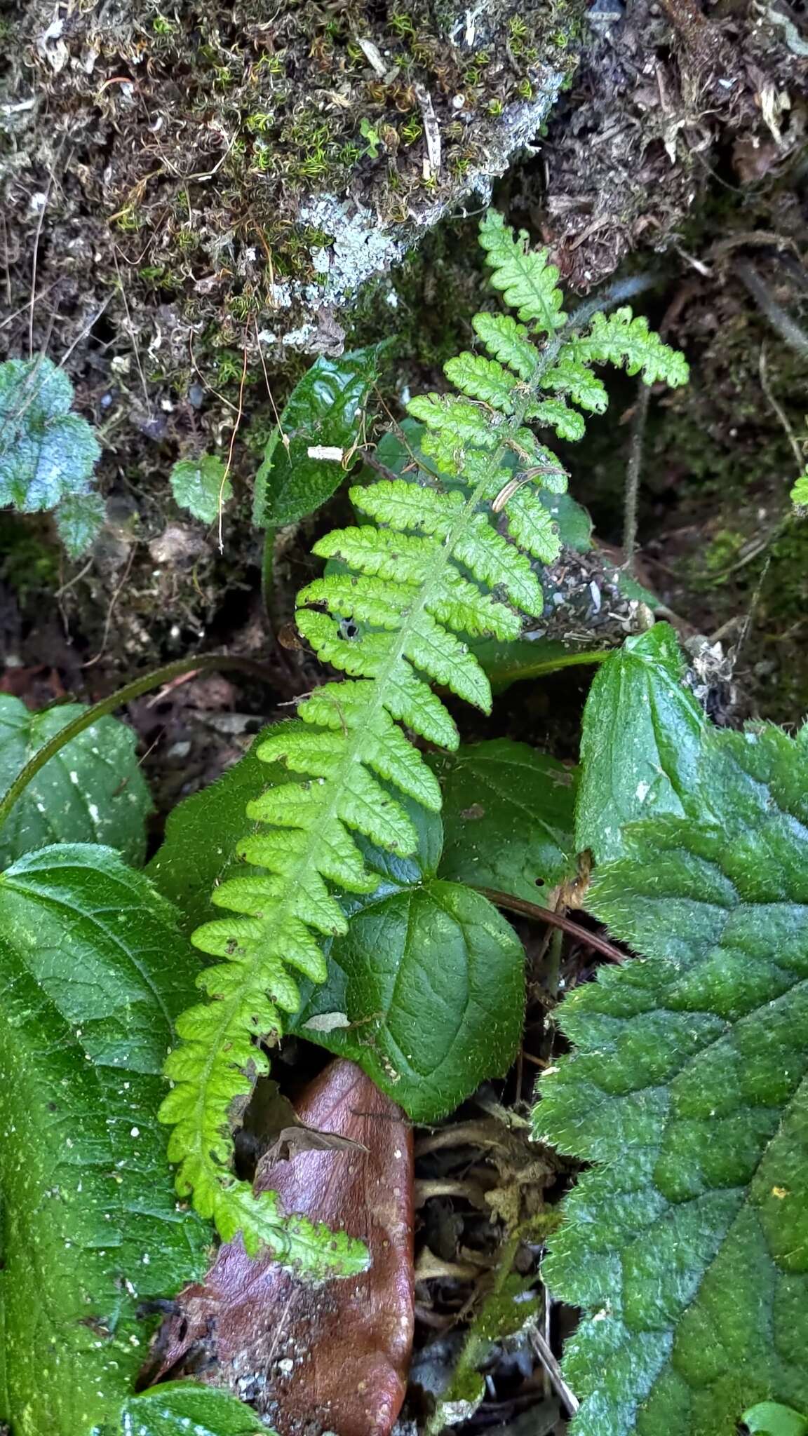 Image of Stegnogramma tottoides (H. Itô) Iwatsuki