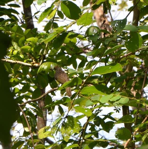 Image of Straw-crowned Bulbul