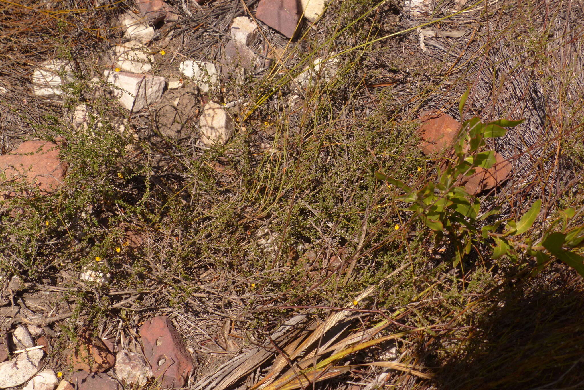 Image of Aspalathus biflora subsp. biflora