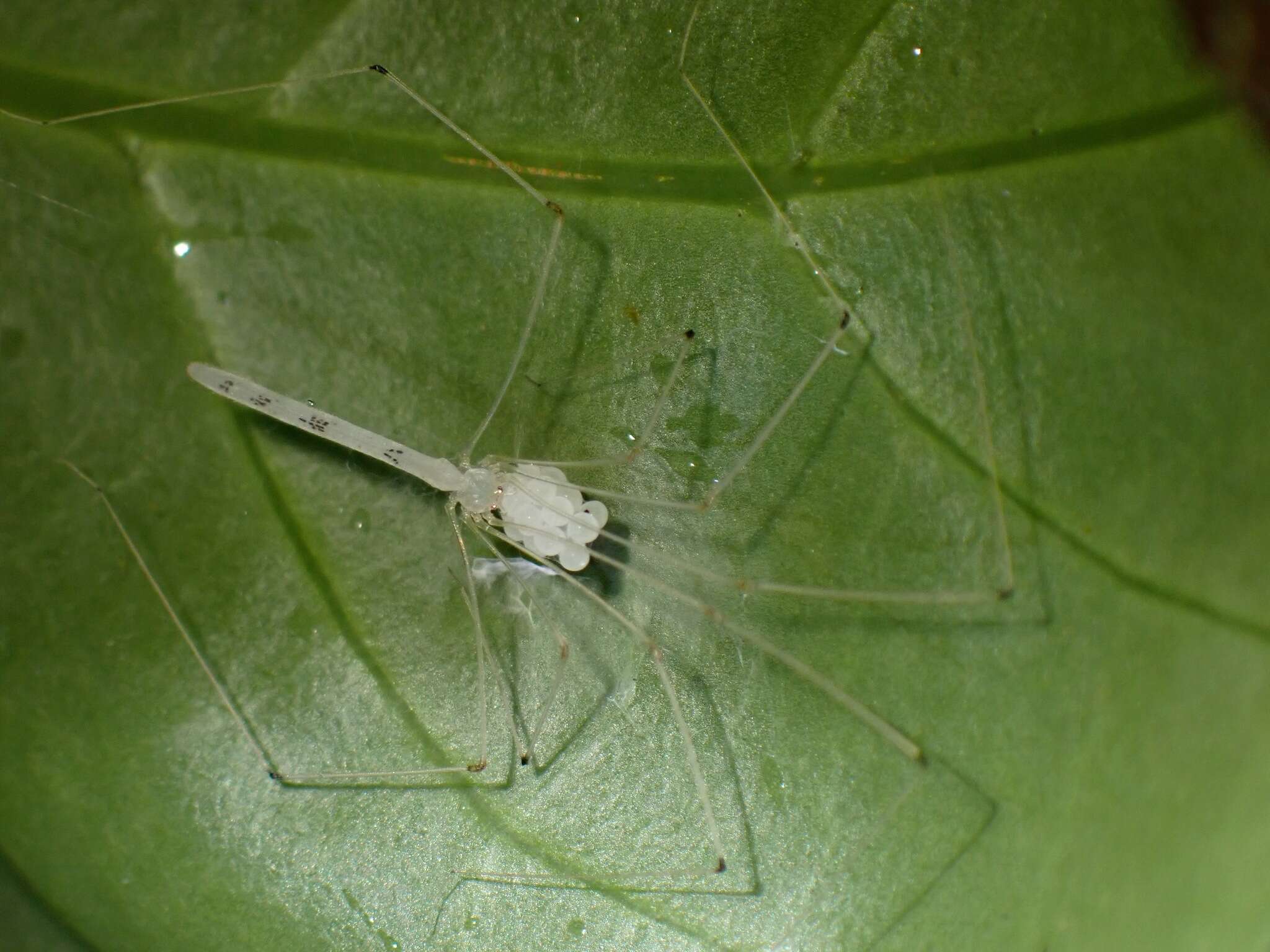 Plancia ëd Leptopholcus borneensis Deeleman-Reinhold 1986