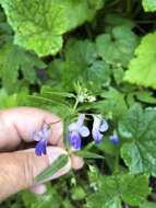 Sivun Collinsia grandiflora Dougl. ex Lindl. kuva