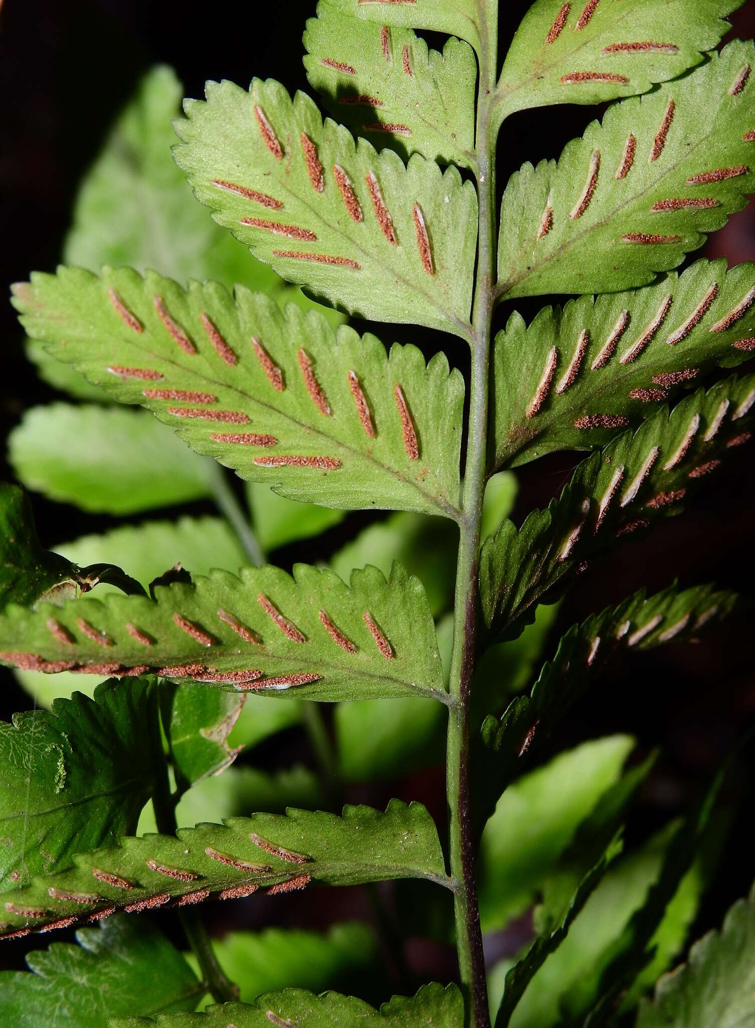 Imagem de Asplenium abscissum Willd.