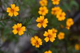 Tagetes tenuifolia Cav. resmi