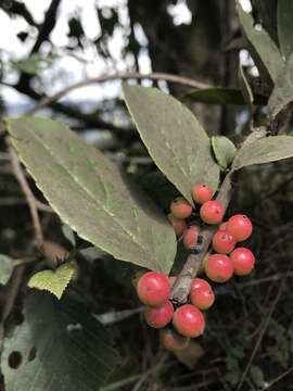 Image of Xylosma spiculiferum (Tul.) Triana & Planchon