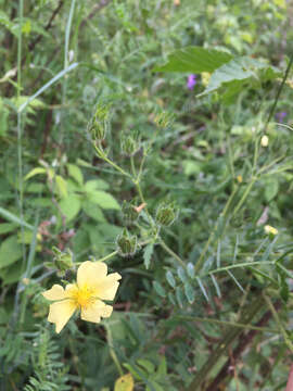 Image of sulphur cinquefoil