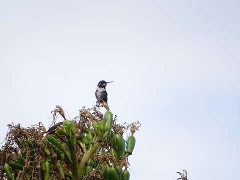 Image of White-bellied Woodstar