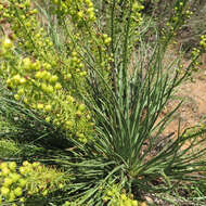 Image of Bulbine angustifolia Poelln.