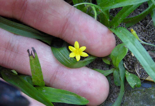 Sivun Hypoxis decumbens L. kuva