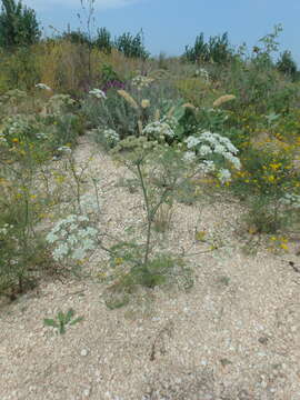 Image of Astrodaucus littoralis (Bieb.) Drude