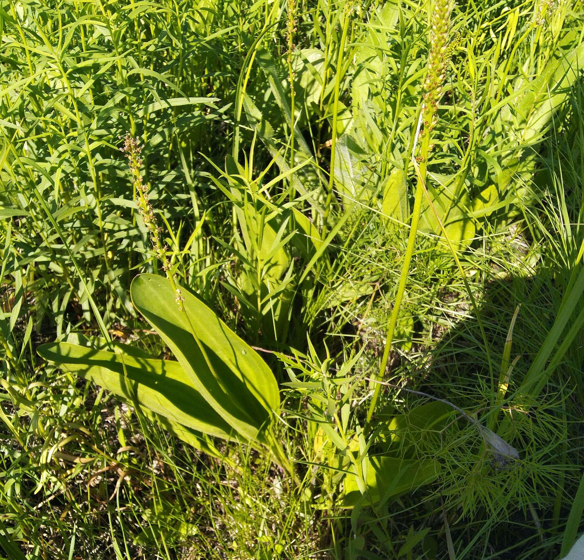 Imagem de Plantago cornuti Gouan