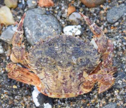 Image of wrinkled swimming crab